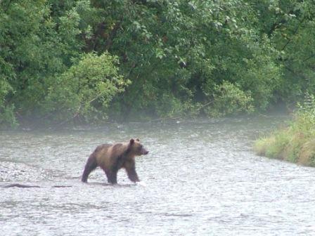 Grizzly in the Mist at Fish Creek Alaska