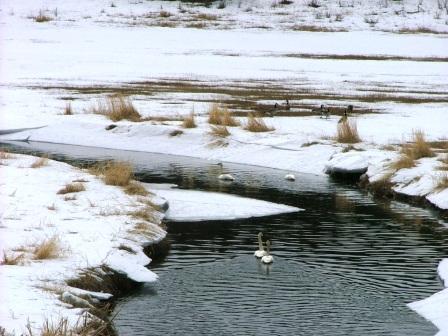 Caribou creek with arctic swans